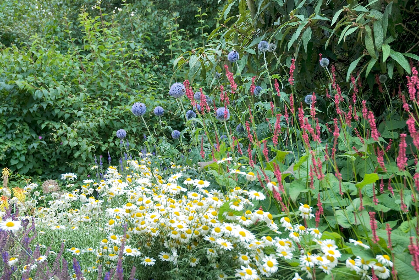 Lush flower garden with layered plantings and healthy green backdrop