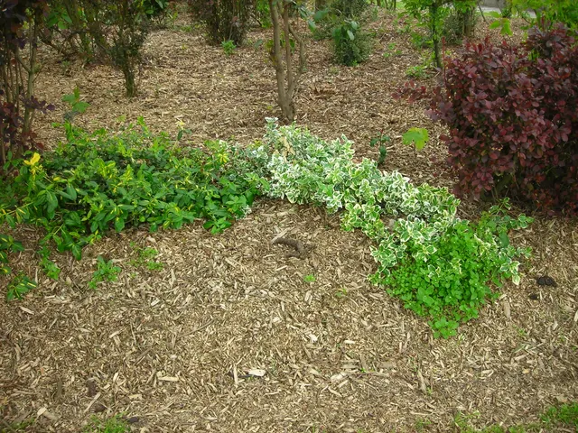 Freshly mulched garden beds with crisp edging along a green lawn